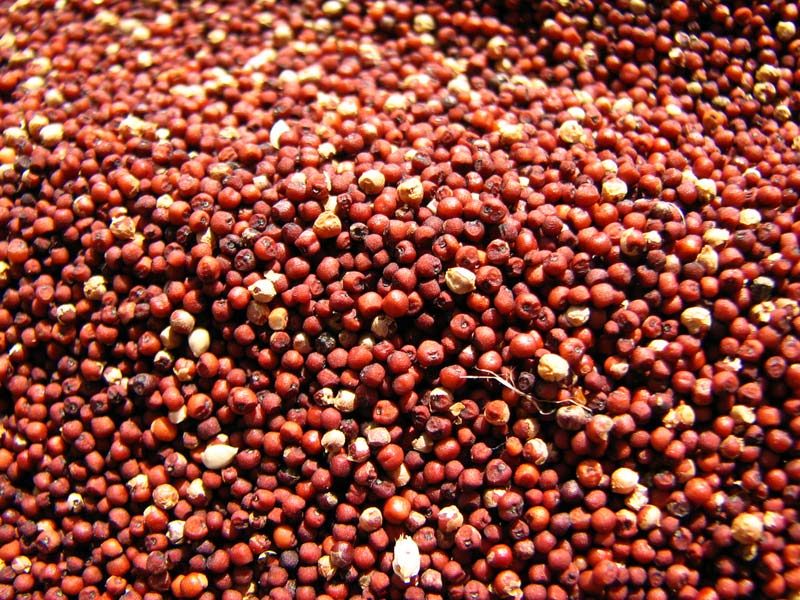 ragi